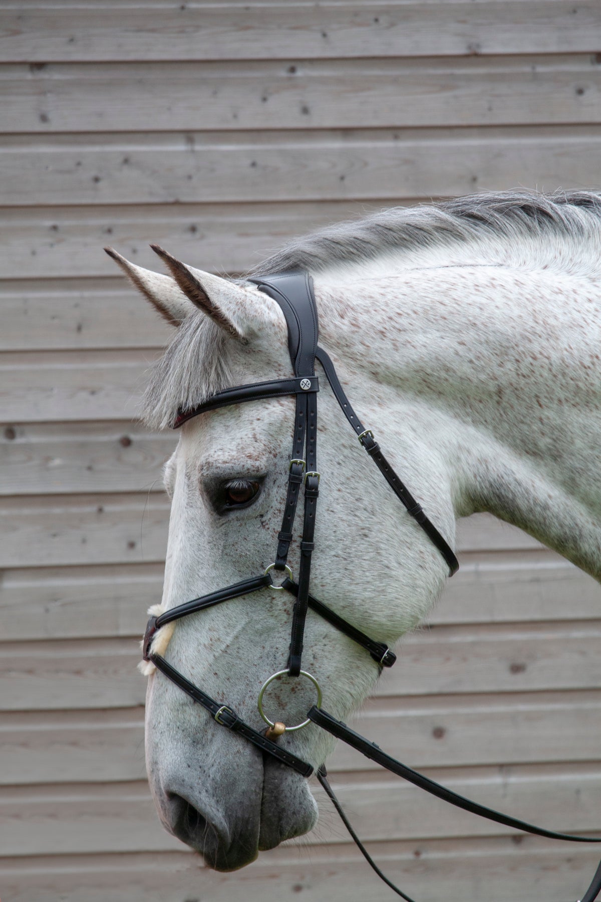 Henry James Mexican Grackle Bridle