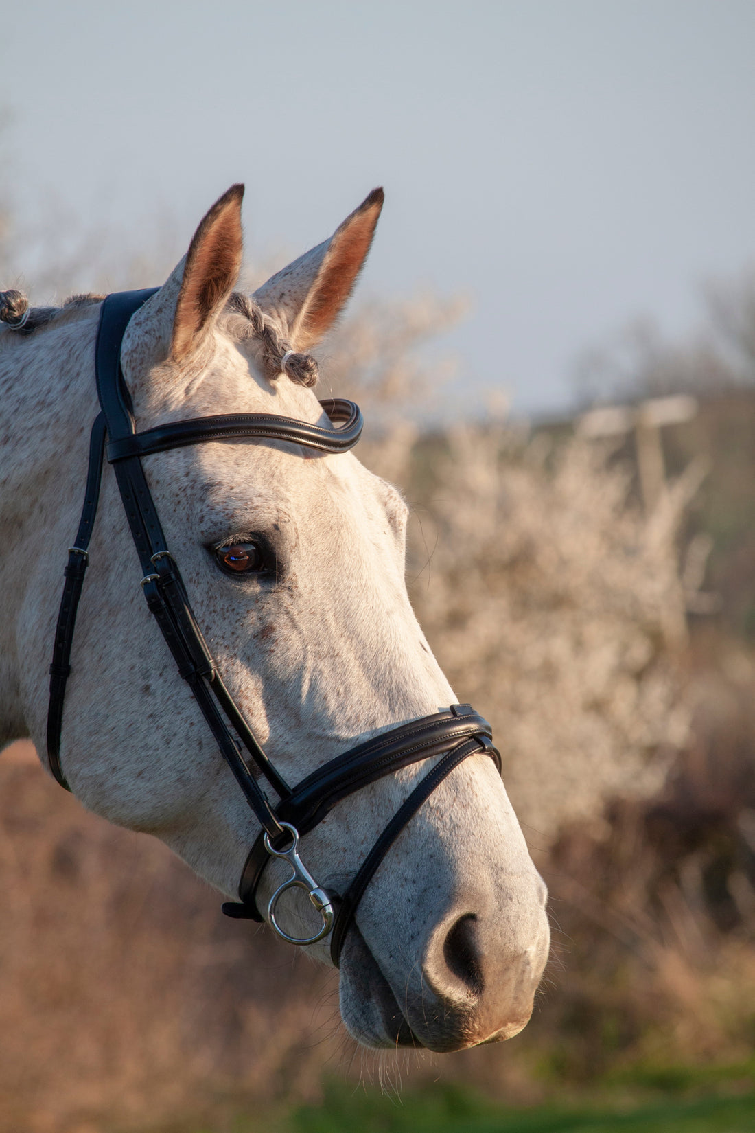 Henry James Comfort Flash Bridle