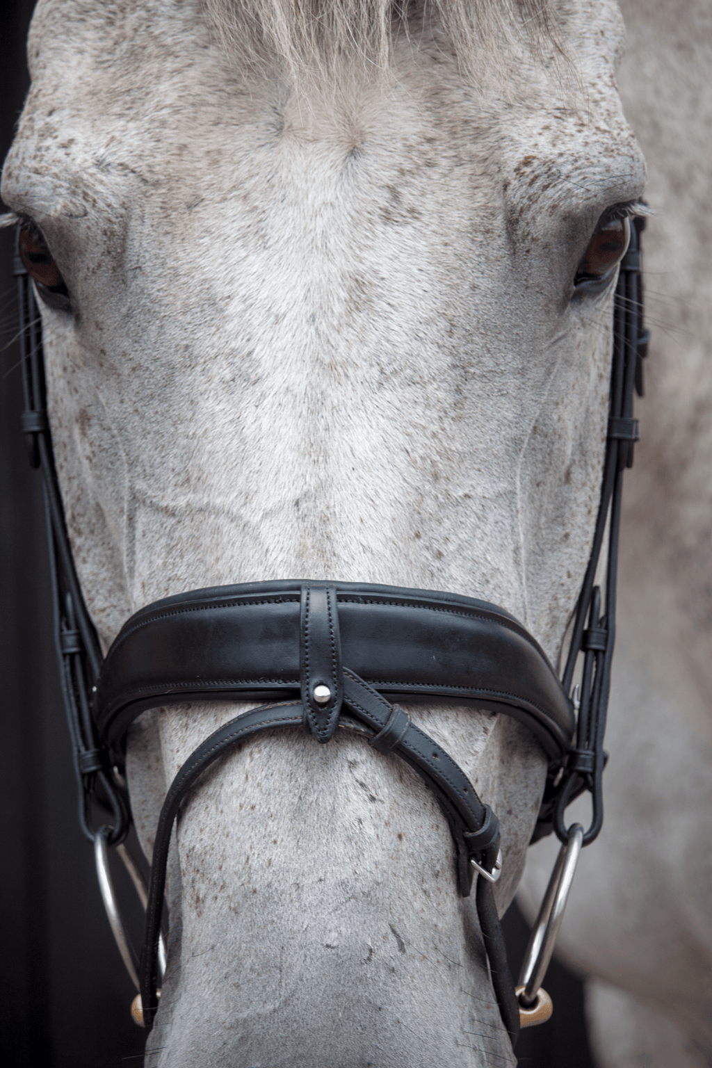 Henry James Dressage Bridle