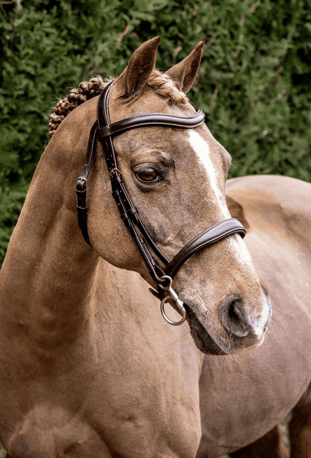 Henry James Cavesson Bridle