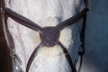 Henry James Sheepskin Grackle Bridle
